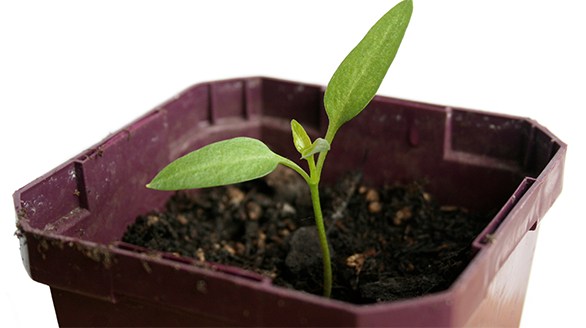 brote germinado sentido y sostenibilidad