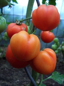 tomatos-1-427008-m